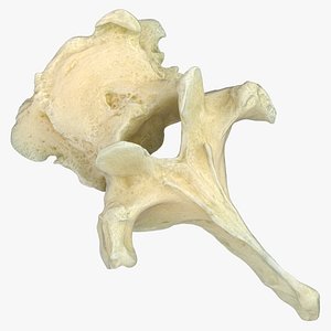 Pavian Monkey Male Thoracic Vertebrae TH8 3D model