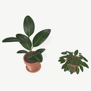 3D Plants