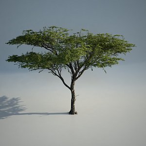 3d model tree acacia plant