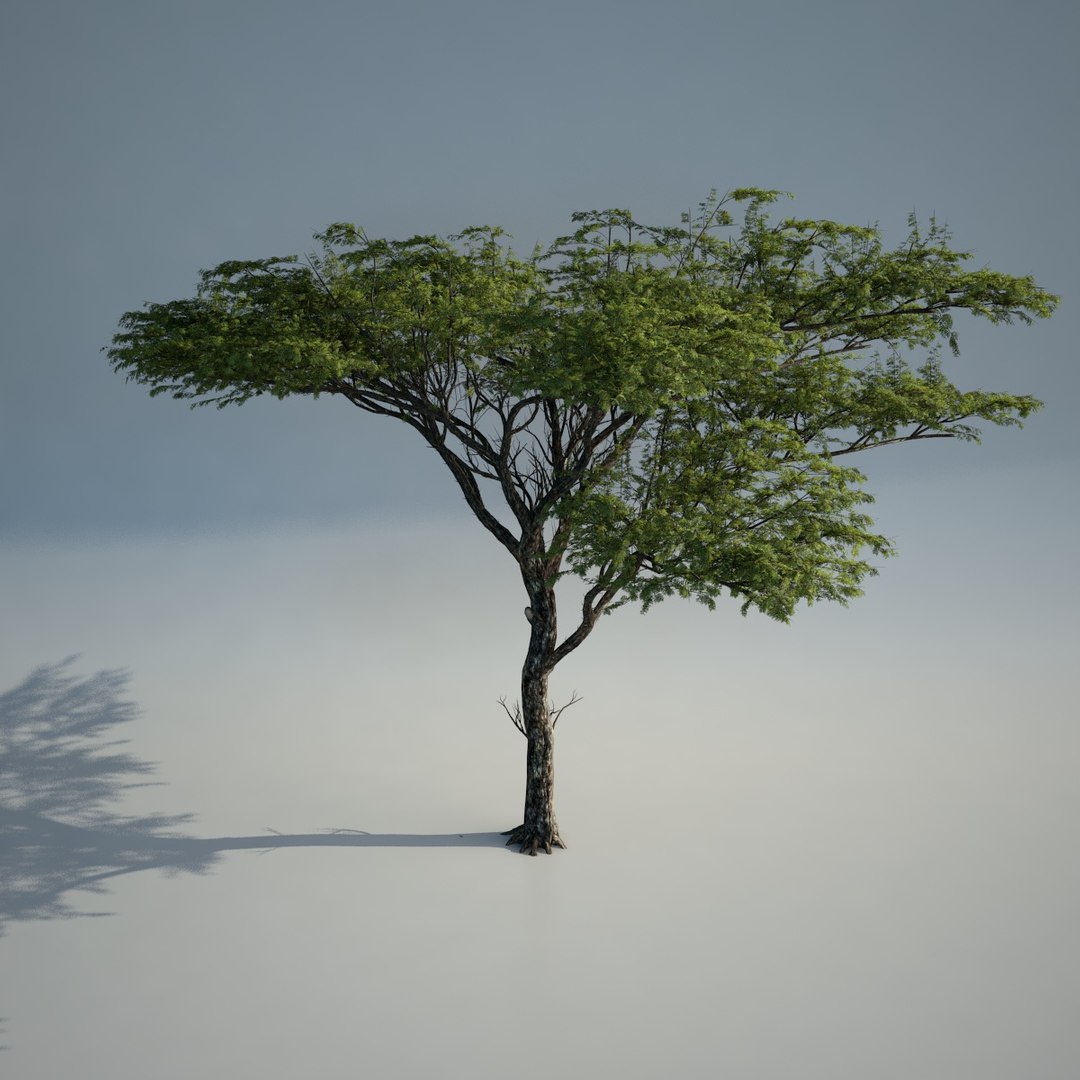 3d model tree acacia plant https://p.turbosquid.com/ts-thumb/Ua/r4k0Ip/dL4QxKWs/acacia_0024/jpg/1394570032/1920x1080/fit_q87/c40e4fdaf0eb278e77b516a90e23363fda16ac9d/acacia_0024.jpg