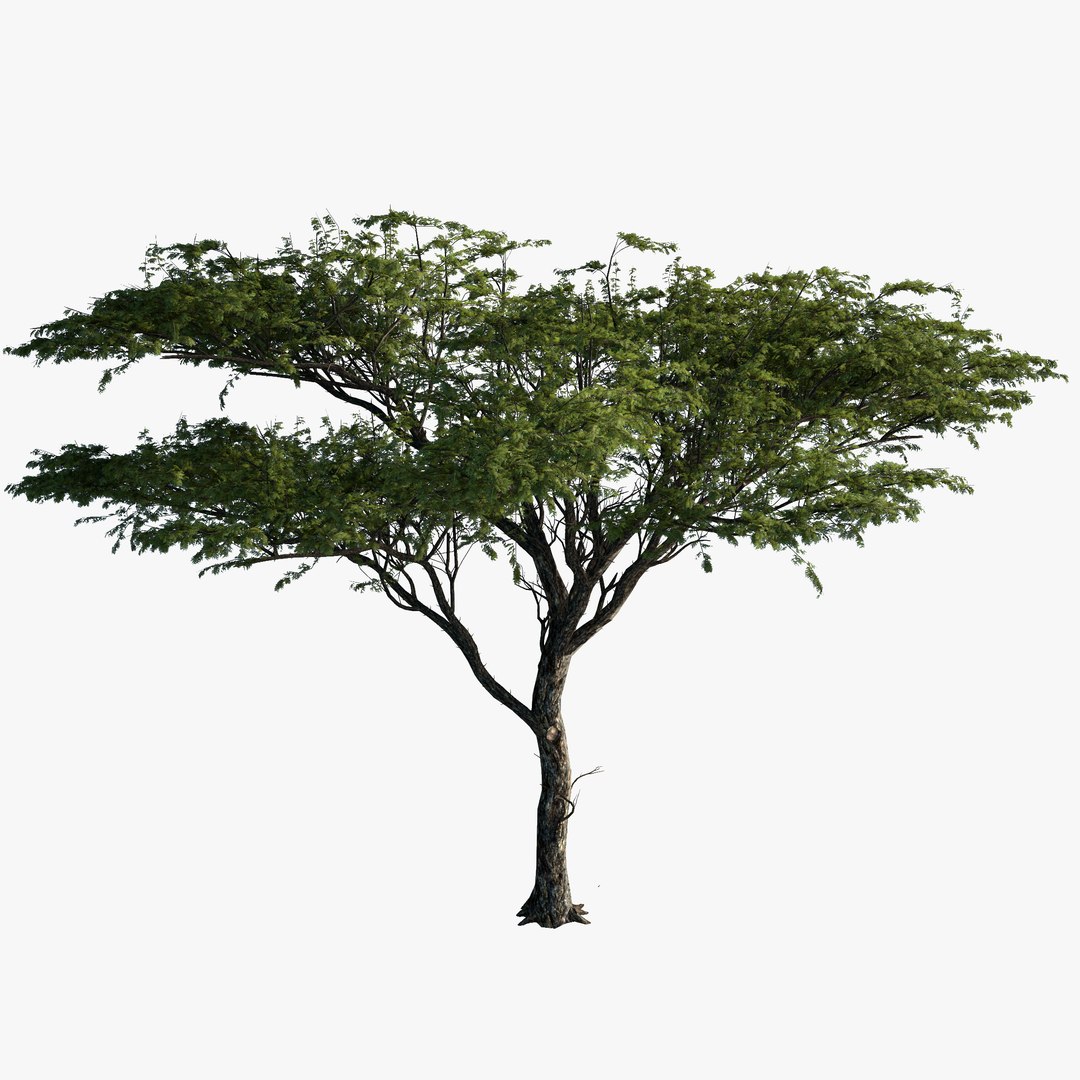 3d model tree acacia plant https://p.turbosquid.com/ts-thumb/Ua/r4k0Ip/tbPbxyEO/acacia_primary/jpg/1394570005/1920x1080/fit_q87/94c05dcdb7c50b6c8ab84dfa7b745ed6b2d29605/acacia_primary.jpg