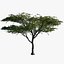 Acacia_01