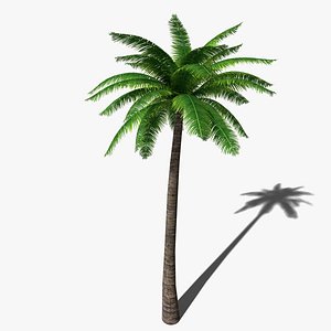 3d model palm tree