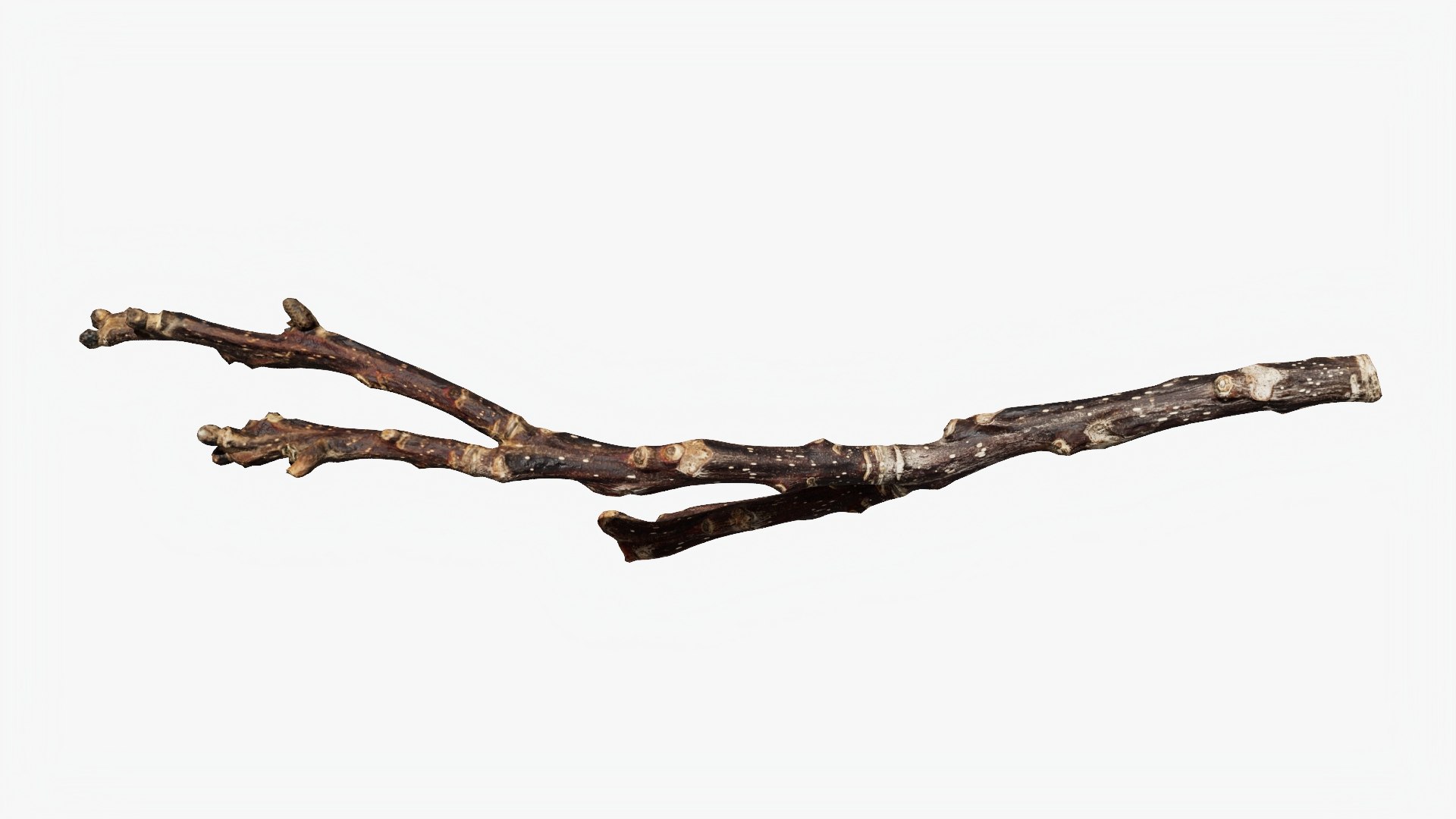 Scanned Sprig 12 StemCell 3D model https://p.turbosquid.com/ts-thumb/Ua/z5N1ri/H8/twig_12_p06/jpg/1745652721/1920x1080/fit_q87/25d17d15f8016a255e5e5756c58163a78297842c/twig_12_p06.jpg