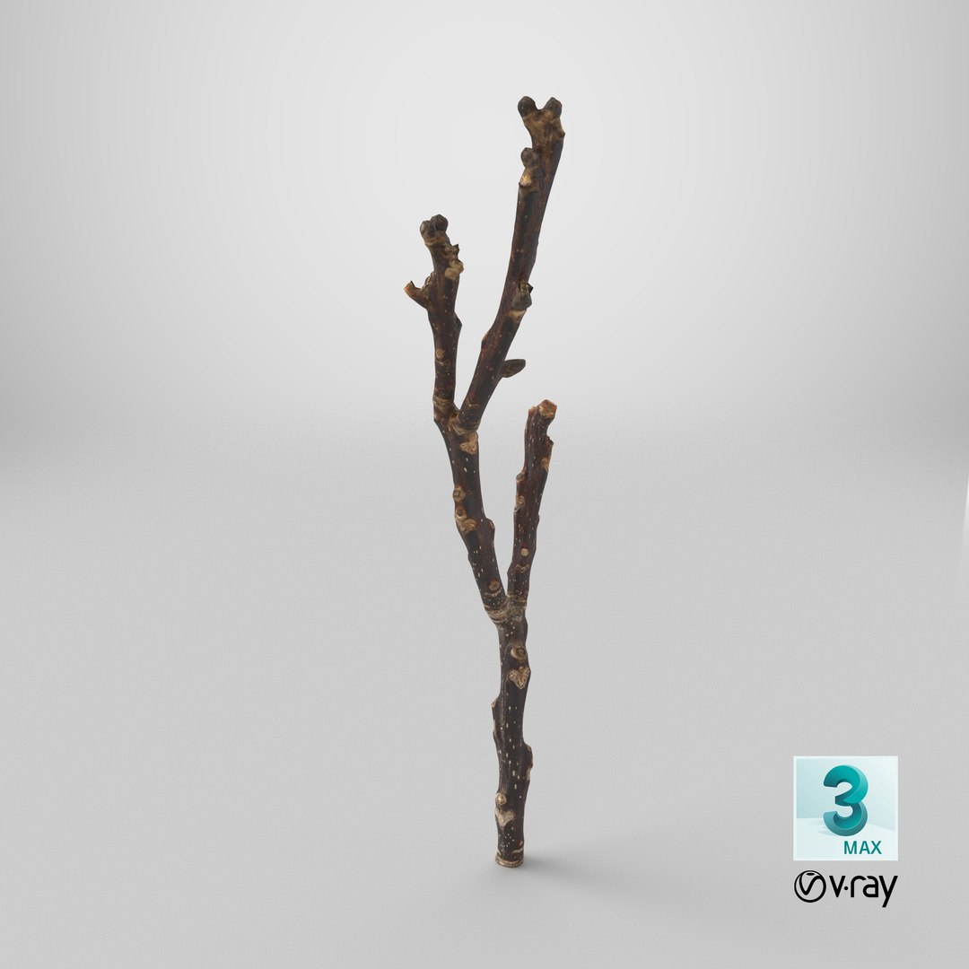 Scanned Sprig 12 StemCell 3D model https://p.turbosquid.com/ts-thumb/Ua/z5N1ri/OW/stemcell_max_vray_render/png/1745839076/1920x1080/fit_q87/282333952c9de5d674b8178409b4eed465fff345/stemcell_max_vray_render.jpg