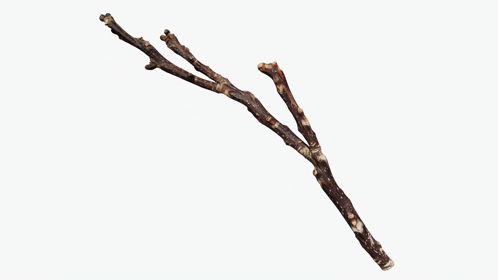 Scanned Sprig 12 StemCell 3D model https://p.turbosquid.com/ts-thumb/Ua/z5N1ri/x1/twig_12_context/jpg/1745652715/1920x1080/fit_q87/5e36685d4ef83680f773331f1a1ef5bfd9bb03d5/twig_12_context.jpg