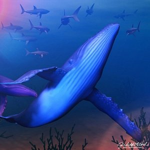 Whale_hb.3ds