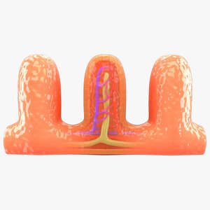 Villi cross section 3D model