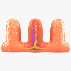 Villi cross section