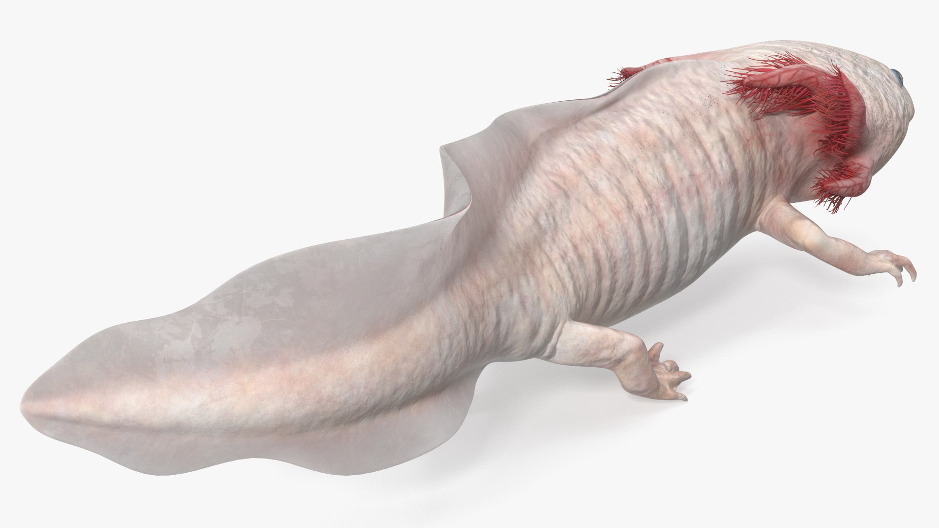 Sea Creatures Collection 3D https://p.turbosquid.com/ts-thumb/Ub/Bx5RPH/FR/sea_creatures_collection_024/jpg/1770841279/1920x1080/fit_q87/82e5dbb709b387039132e2cb02ff63a684080529/sea_creatures_collection_024.jpg
