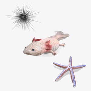 Sea Creatures Collection
