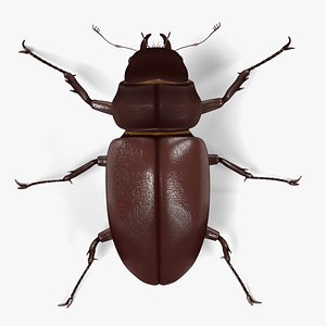 3d lucanus cervus beetle