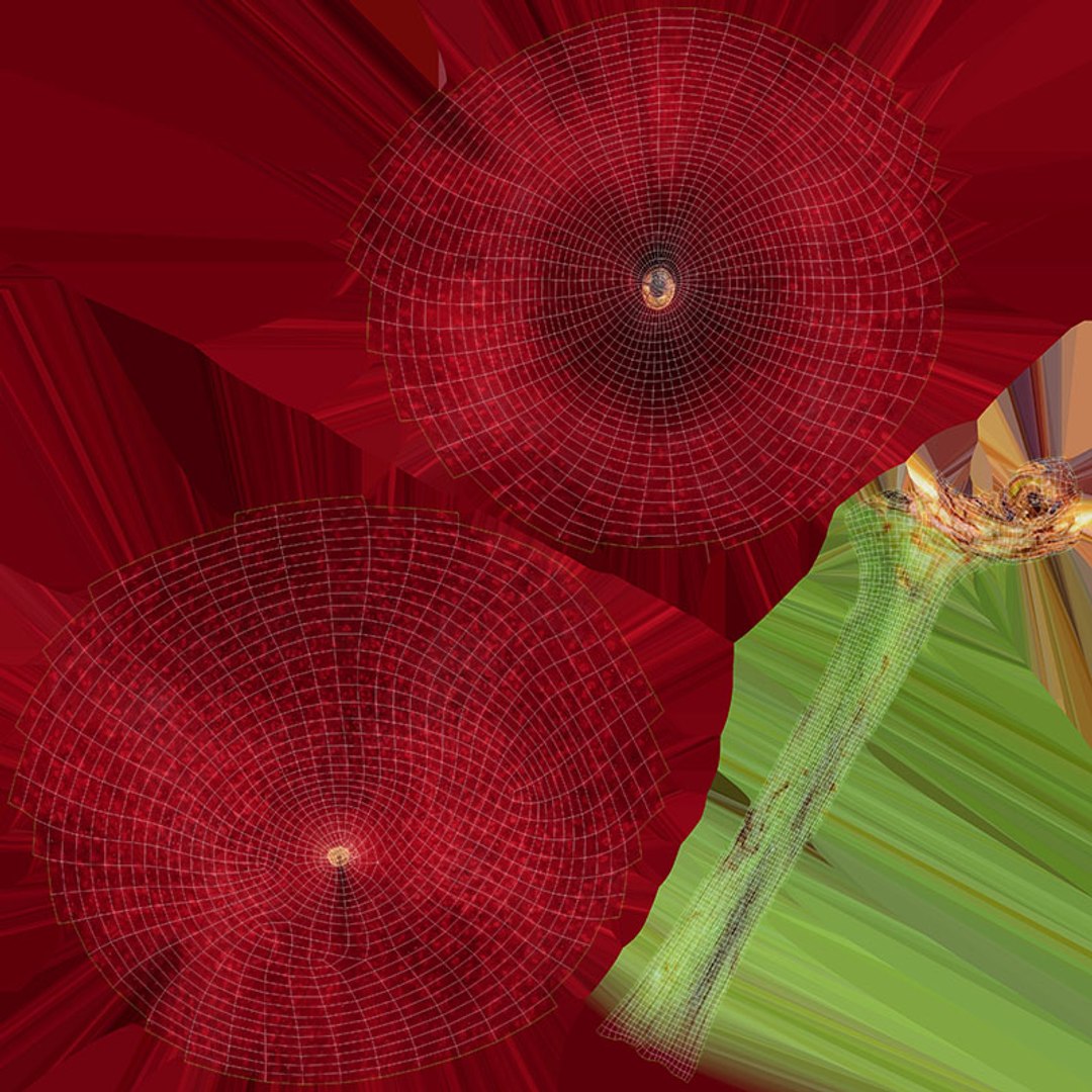 3D Cherry Collection https://p.turbosquid.com/ts-thumb/Ub/MulVC2/r8/cherry01_d0004/jpg/1708281561/1920x1080/fit_q87/081350f8d15bc01098444f0a1e78db962e0487a6/cherry01_d0004.jpg