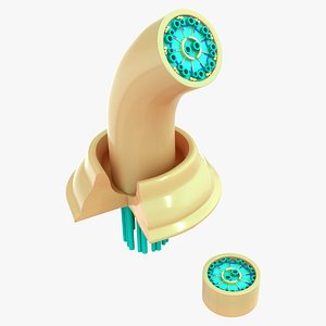 Basal bodies of cilia and flagella 3D model