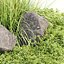 Outdoor plants for landscape vol 205
