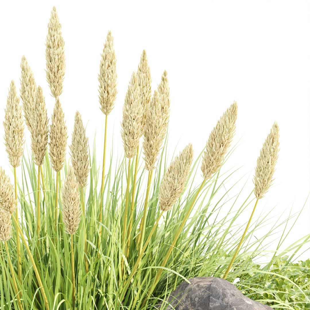 Outdoor plants for landscape vol 205 3D https://p.turbosquid.com/ts-thumb/Ub/SOeJzy/LU/3/jpg/1681847284/1920x1080/fit_q87/ba0a36d29f89090d92bc06eec44303868b70ee52/3.jpg