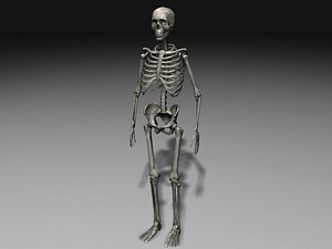 Free Low Poly Human Skeleton 3D Models for Download