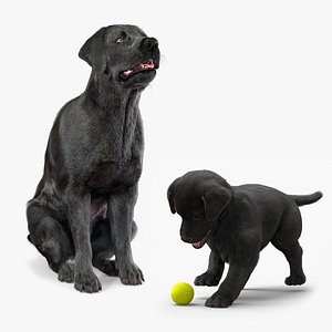 Black Labrador and Puppy Fur Animated Rigged Collection 3D model