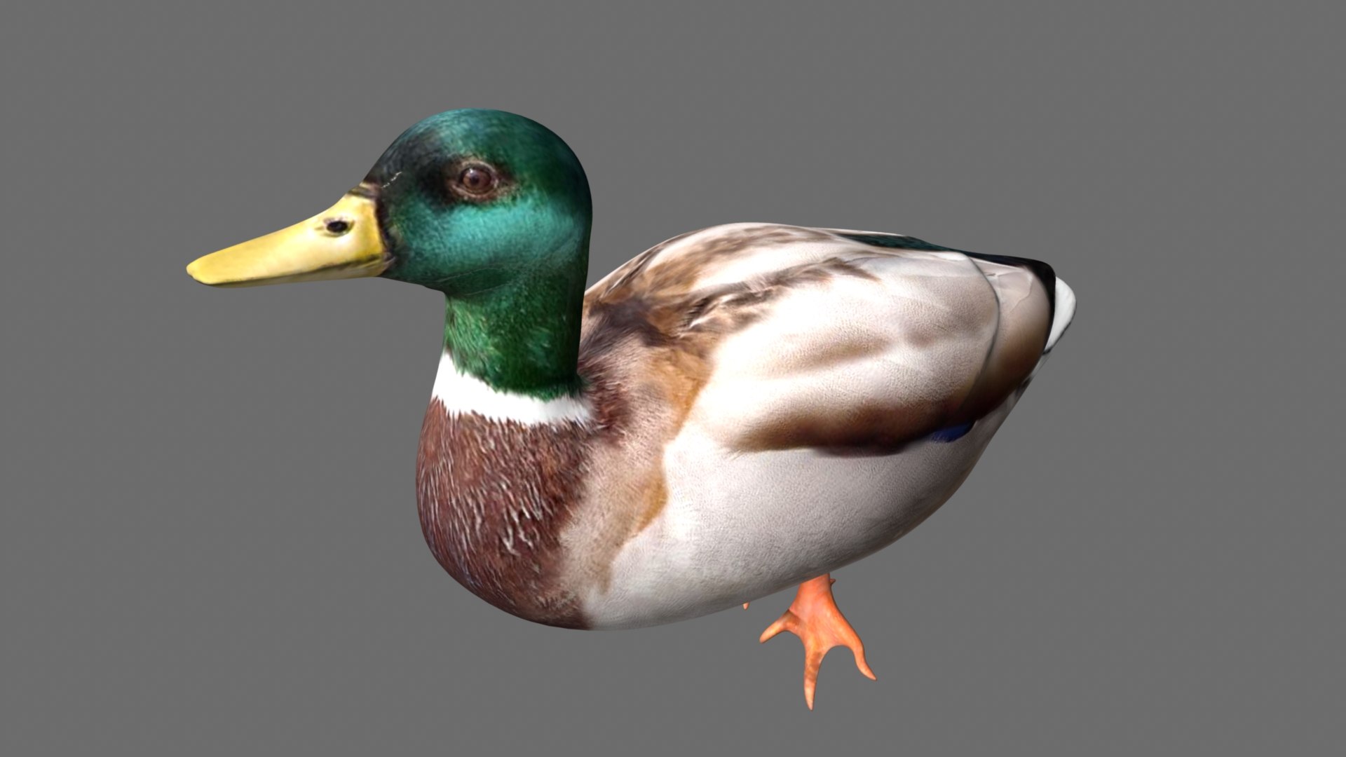 Duck 3D Model - TurboSquid 2192192