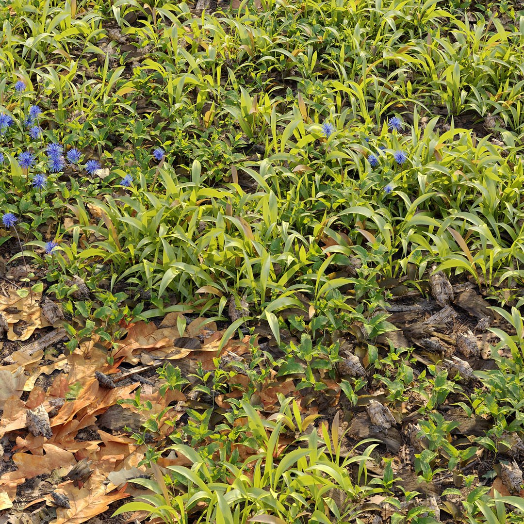 Forest Ground Model TurboSquid 1933530