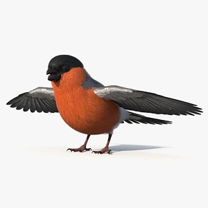 3D Bullfinch Male Bird model