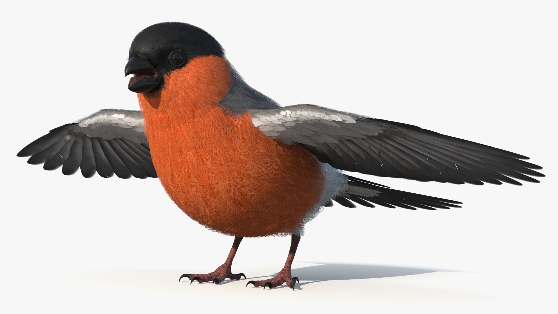 Bullfinch Male Bird 3D model preview