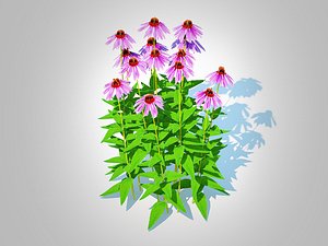 Echinacea - purple coneflower