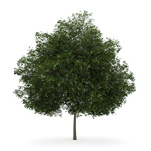 small leaved lime 3d max