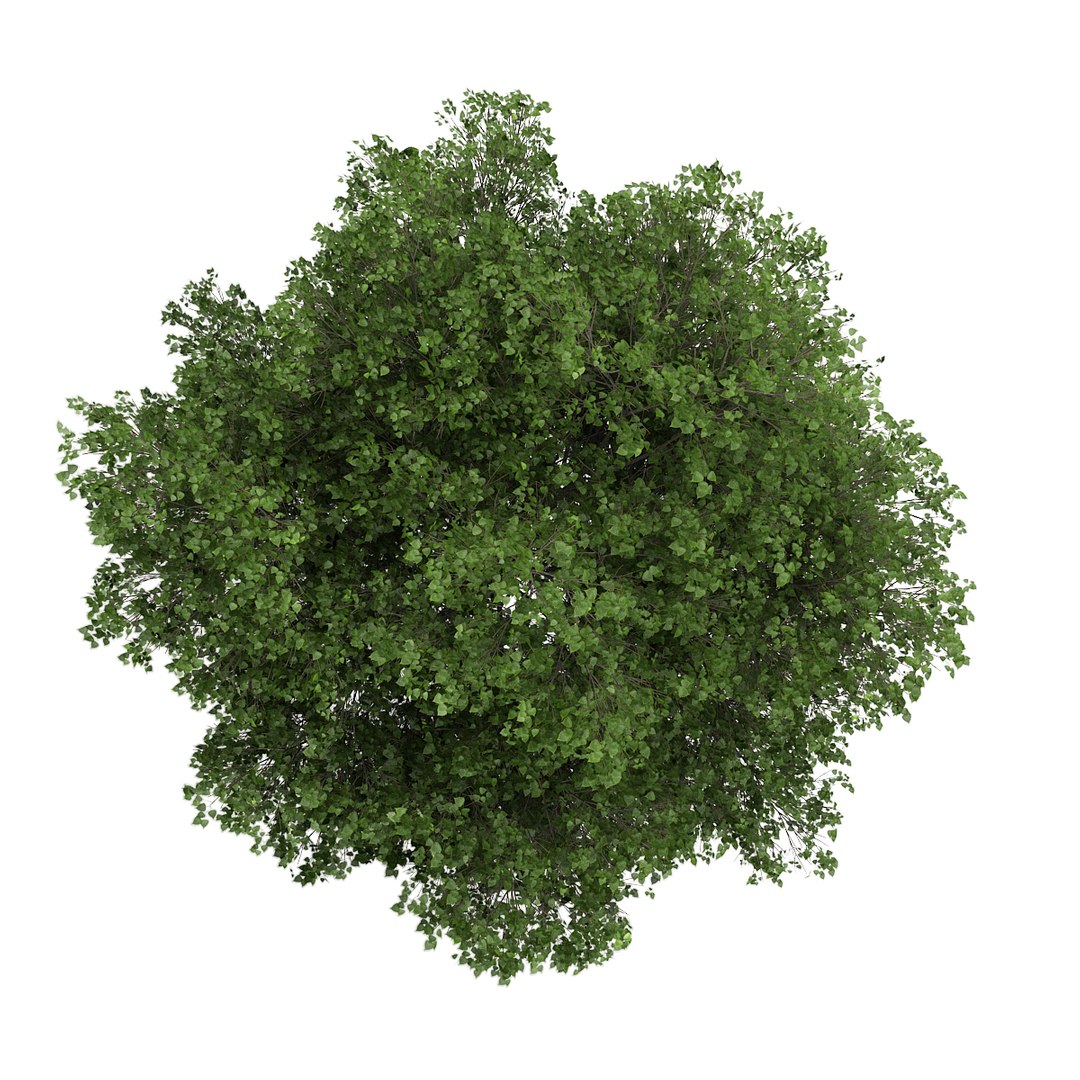 small leaved lime 3d max