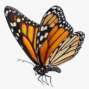 3D monarch butterfly flying pose