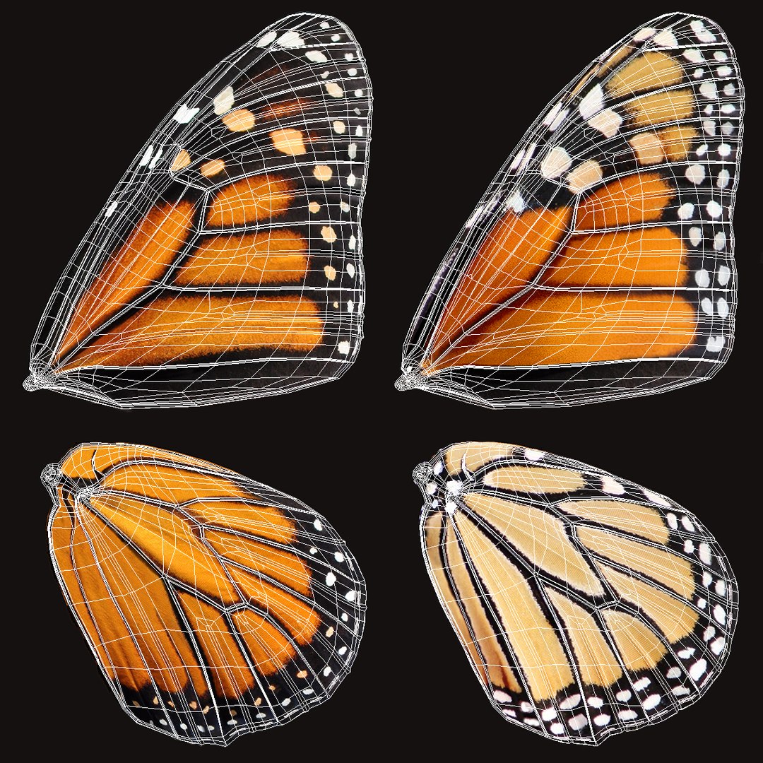 3D Monarch Butterfly Flying Pose - TurboSquid 1260653