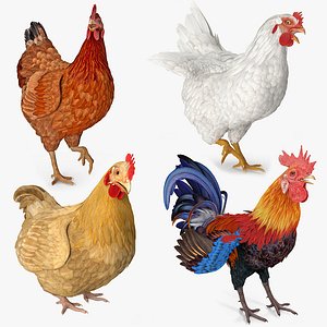 rigged rooster chickens 3D model