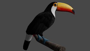 Toucan