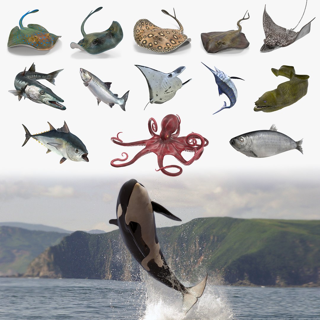 Rigged Fishes 3D Models Collection 3 3D model preview