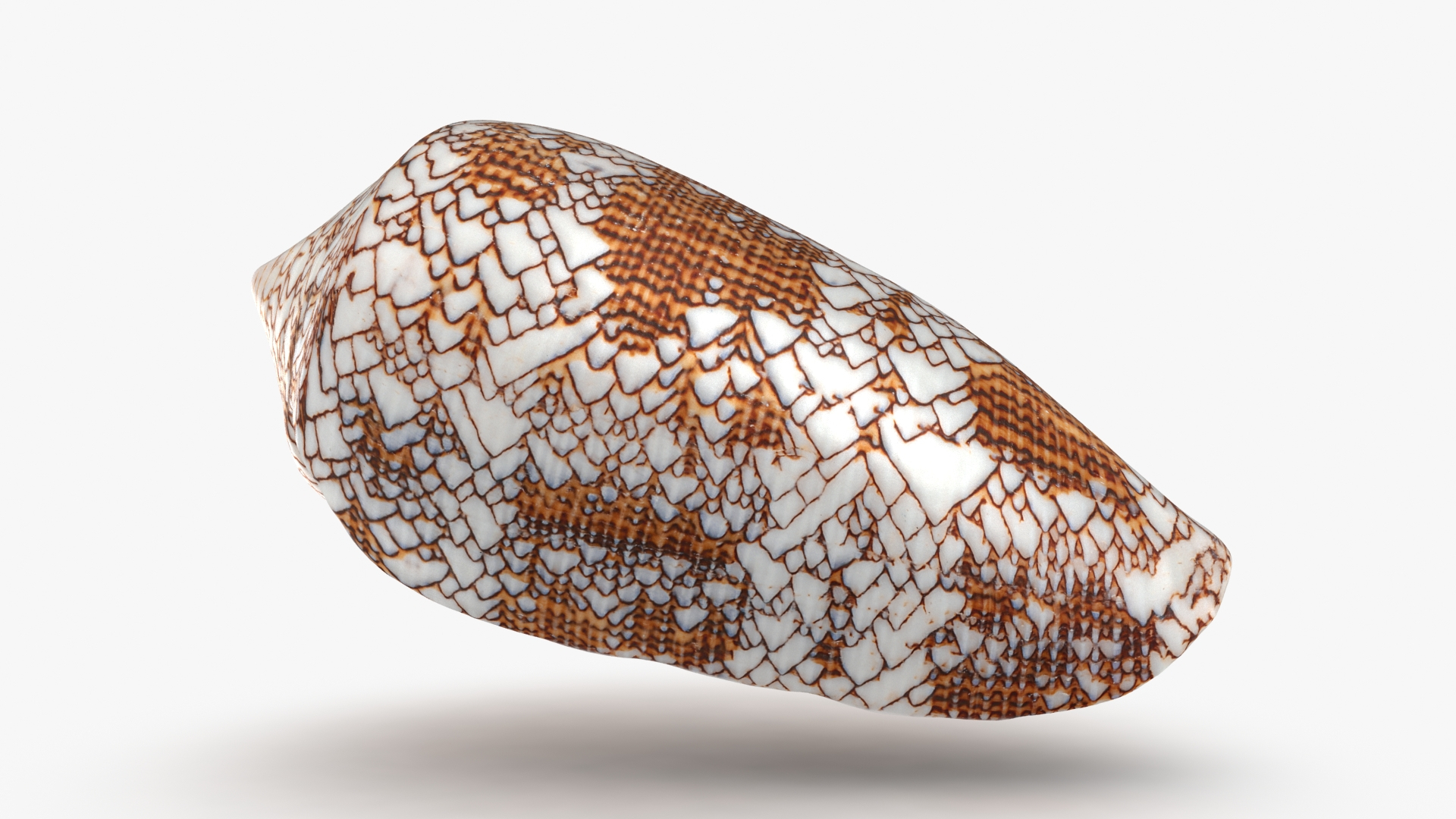 Sea Shell Collection 3D model - TurboSquid 2076830