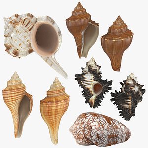 Sea Shell Collection 3D model