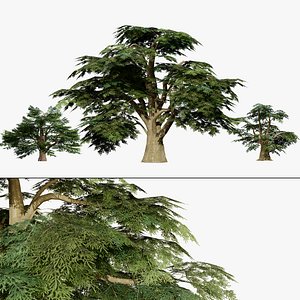 3D Cedar of Lebanon Tree Model
