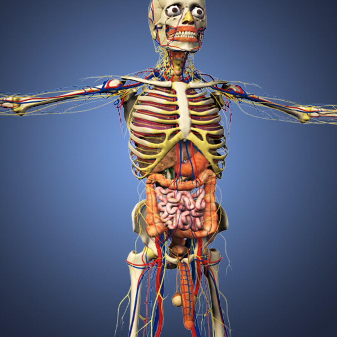 human male anatomy body 3d obj