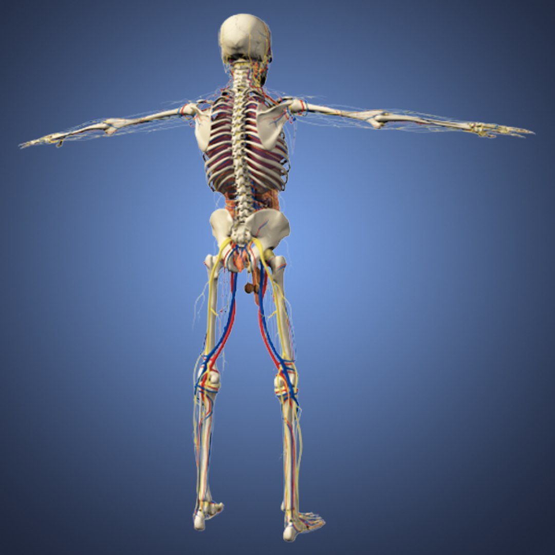 Human Male Anatomy Body 3d Obj