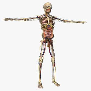 Human Male Anatomy