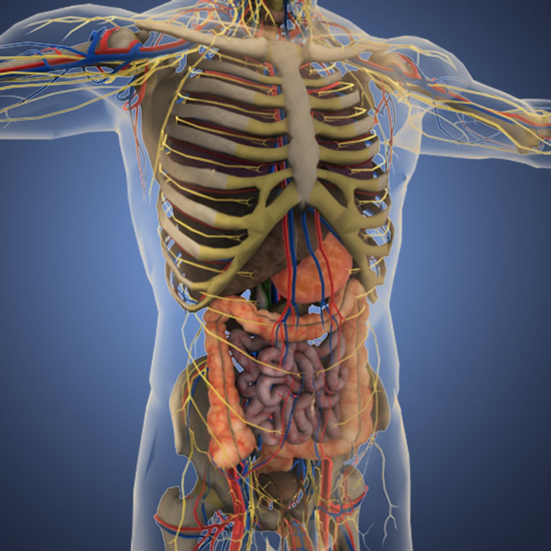 Human Male Anatomy Body 3d Obj