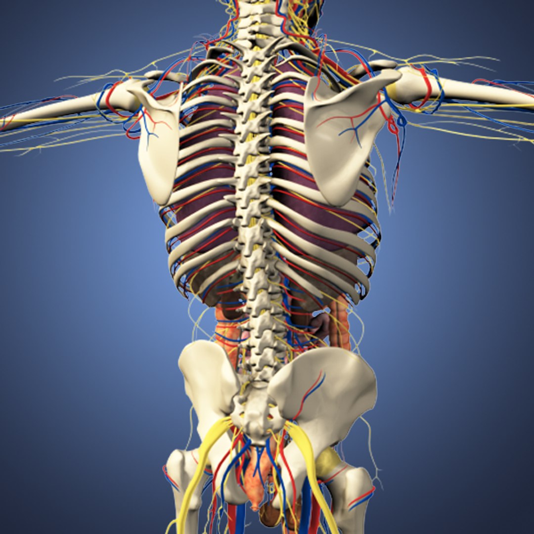 human male anatomy body 3d obj https://p.turbosquid.com/ts-thumb/Uc/CBZFkG/MqBOzqXH/imagesix/png/1382901028/1920x1080/fit_q87/4488945c81005c7e8793bd66488964e6fc860d73/imagesix.jpg