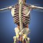 Menschliche männliche Anatomie
