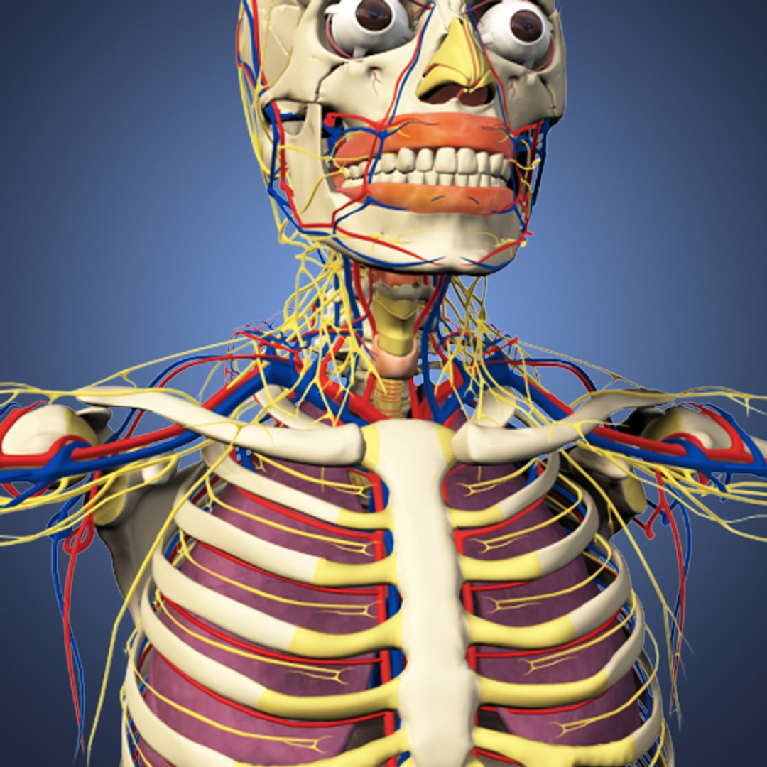 Human Male Anatomy Body 3d Obj