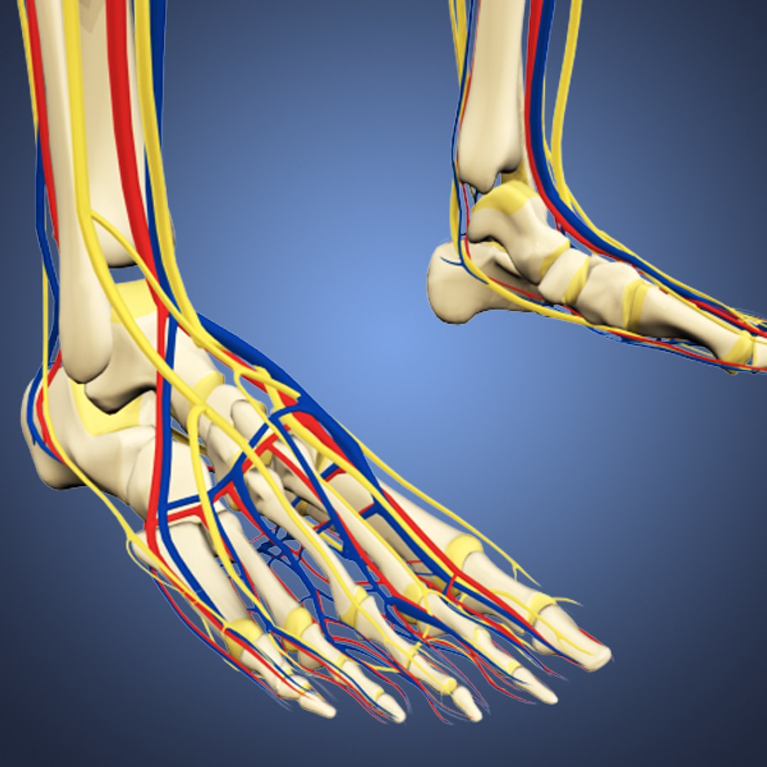 human male anatomy body 3d obj https://p.turbosquid.com/ts-thumb/Uc/CBZFkG/eVoQuinM/imageseven/png/1382901013/1920x1080/fit_q87/fe3c9defbf7f4f70c9831a720f7a05309fdfba72/imageseven.jpg