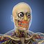 Menschliche männliche Anatomie
