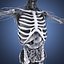 Menschliche männliche Anatomie