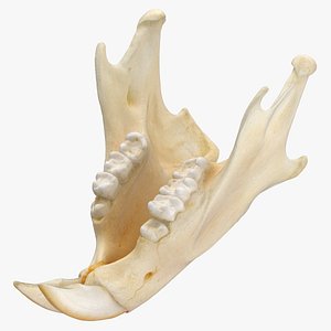 Eurasian Red Squirrel Jaw 01 3D model