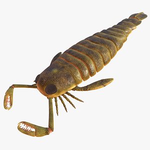 pterygotus 3D model