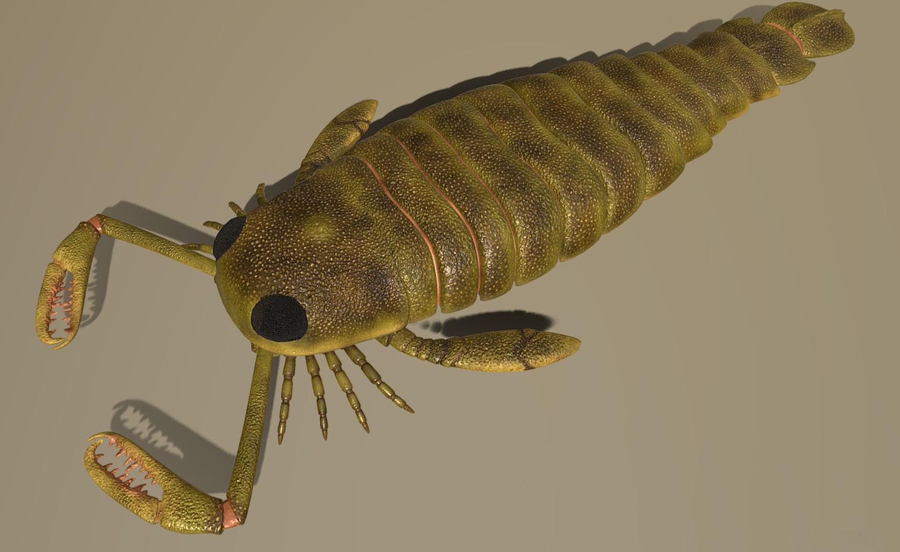 Pterygotus 3D Model - TurboSquid 1363061